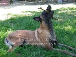 Reproductrice malinoise Easy Mama des 2 Sabres