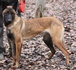 Reproductrice malinoise Easy Mama des 2 Sabres