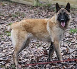 Malinoise Fanizza des 2 Sabres