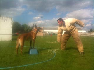 Le malinois Farouk des 2 Sabres