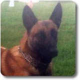 Le malinois Farouk des 2 Sabres