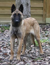 Malinoise Fidji des 2 Sabres