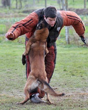 malinois Foenix des Plaines de Thirache