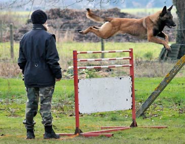 malinois Foenix des Plaines de Thirache