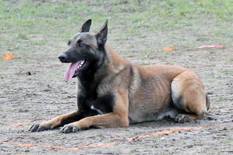 malinois Foenix des Plaines de Thirache