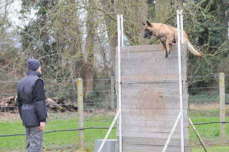 malinois Garry des 2 Sabres