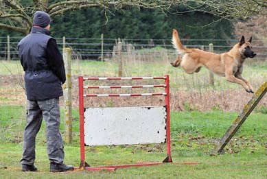 malinois Garry des 2 Sabres