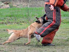 malinois Garry des 2 Sabres