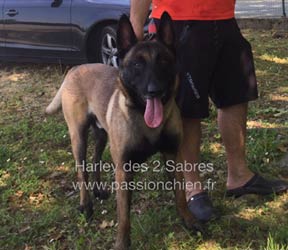 le malinois Harley