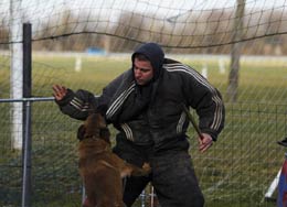 malinois Hot Dog  l'entrainement mondioring