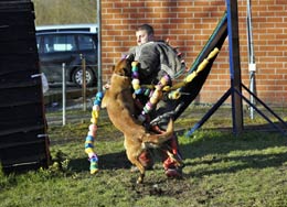 malinois Hot Dog  l'entrainement mondioring