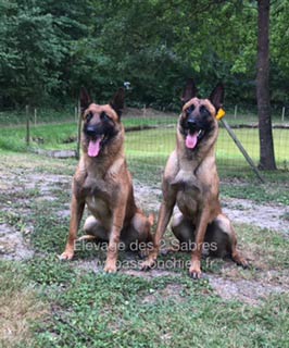 malinois hot dog & jerzy