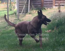 malinoise It Is A Mama des 2 Sabres