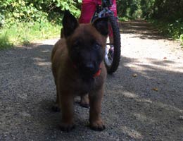 chiot malinois 6 semaines