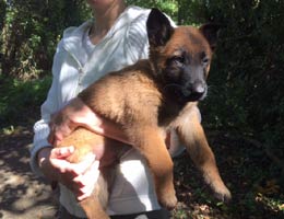 chiot malinois 6 semaines