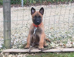 chiot malinois 7 semaines