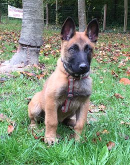 chiot malinois Last Fight 2,5 mois