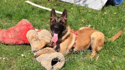 malinois Last Fight des 2 Sabres