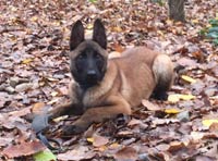 malinoise Lazy Mama des 2 sabres  3 mois