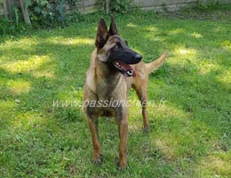 malinoise lazy des 2 sabres