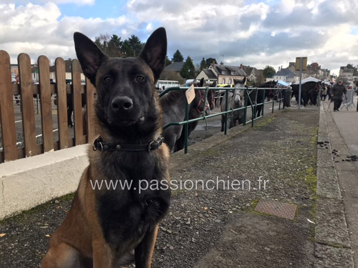 malinois Matrix  13 mois