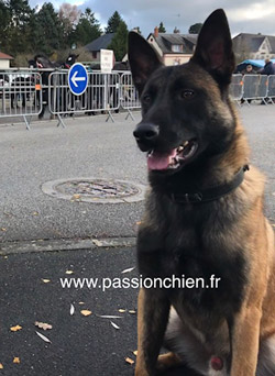 Matrix le malinois