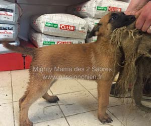 malinoise Mighty Mama  2 mois