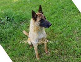 malinois Mighty Mama des 2 Sabres