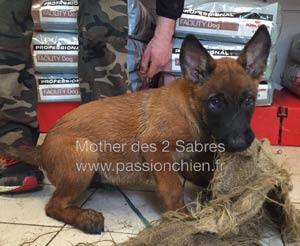 malinoise Mother  2 mois