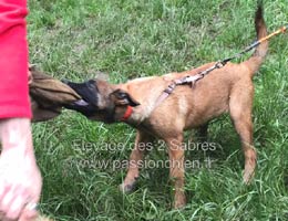 malinoise Mother des 2 Sabres  3 mois