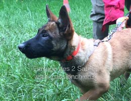 malinoise Mother des 2 Sabres  3 mois