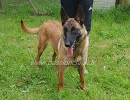 malinoise Mother des 2 Sabres