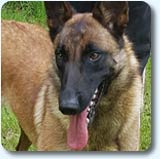 malinoise Mother des 2 Sabres