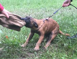 Mystic, chiot malinois 3 mois