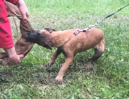 Mystic, chiot malinois 3 mois