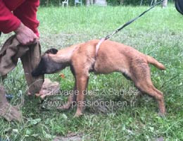 Mystic, chiot malinois 3 mois