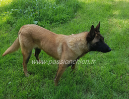 malinoise Mystic Mama des 2 Sabres