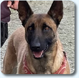 malinois Orka des 2 Sabres