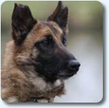 Reproductrice malinoise Bimbo des 2 Sabres