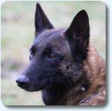 Reproductrice malinoise Cannelle des 2 Sabres