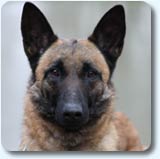 Reproductrice malinoise Dina des 2 Sabres