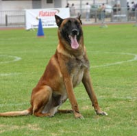 Le malinois R'Ton Senna du Calvaire aux Acacias