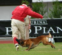 Le malinois R'Ton Senna du Calvaire aux Acacias