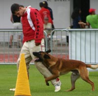 Le malinois R'Ton Senna du Calvaire aux Acacias