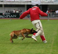 Le malinois R'Ton Senna du Calvaire aux Acacias