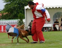 Le malinois R'Ton Senna du Calvaire aux Acacias