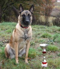 Malinoise Edji des 2 Sabres avec la coupe du Brevet Ring