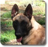 Malinois Fidji du Tison d'Argence