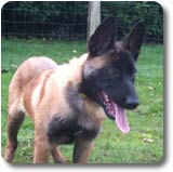 Malinois Fire Mama des 2 Sabres