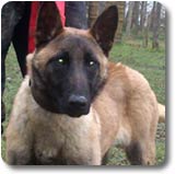 la lice malinoise Happy Mama des 2 Sabres